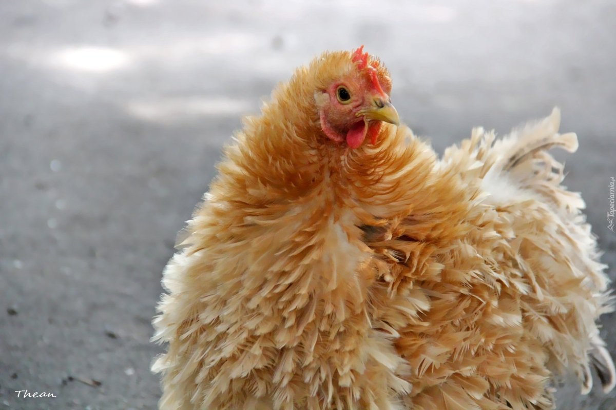 Курчавая Курочка Лоррейн.