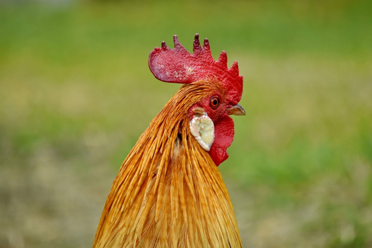 Курица с хохолком