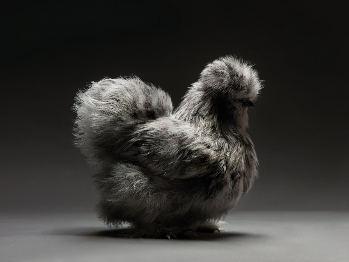 Необычные породы кур