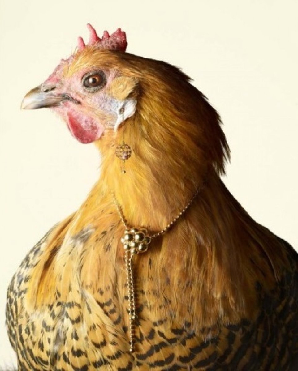 Накрашенная курица