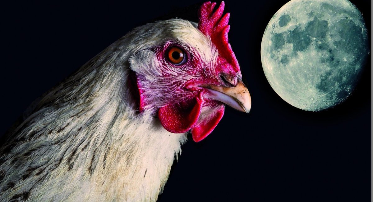 Курица и петух