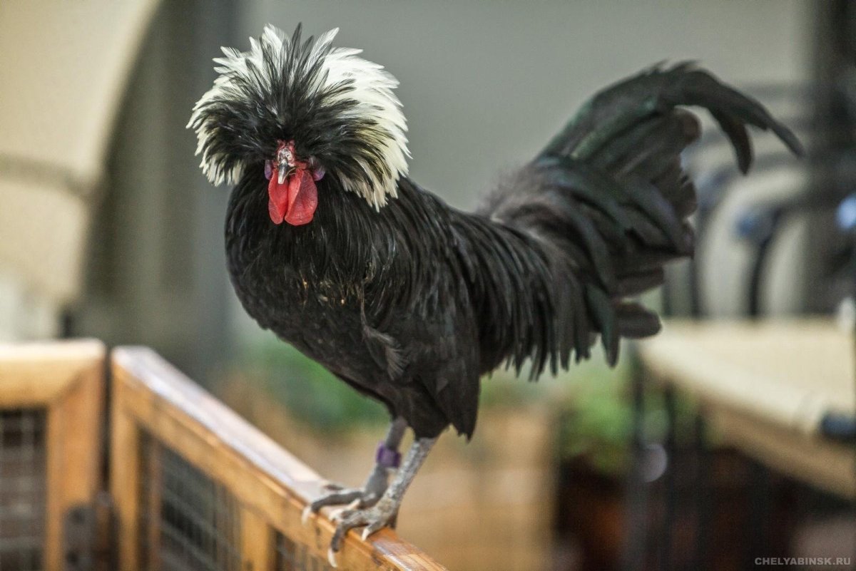 Куры падуан черный