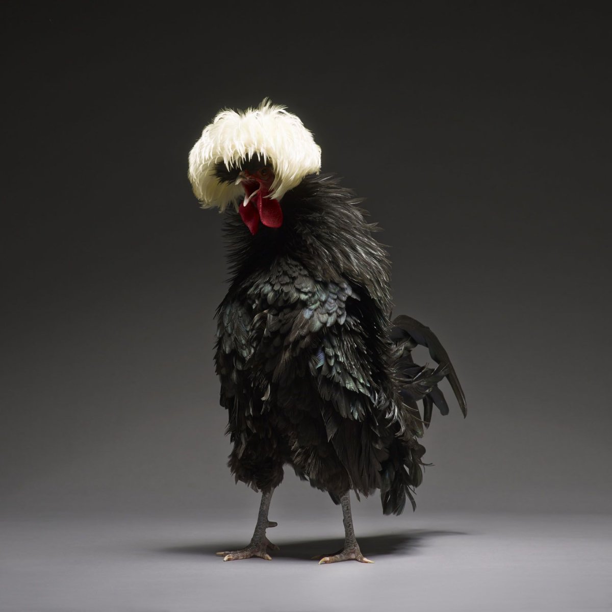 Монти Транчеллини куры