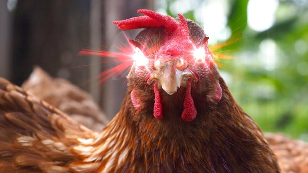 Гребень курицы