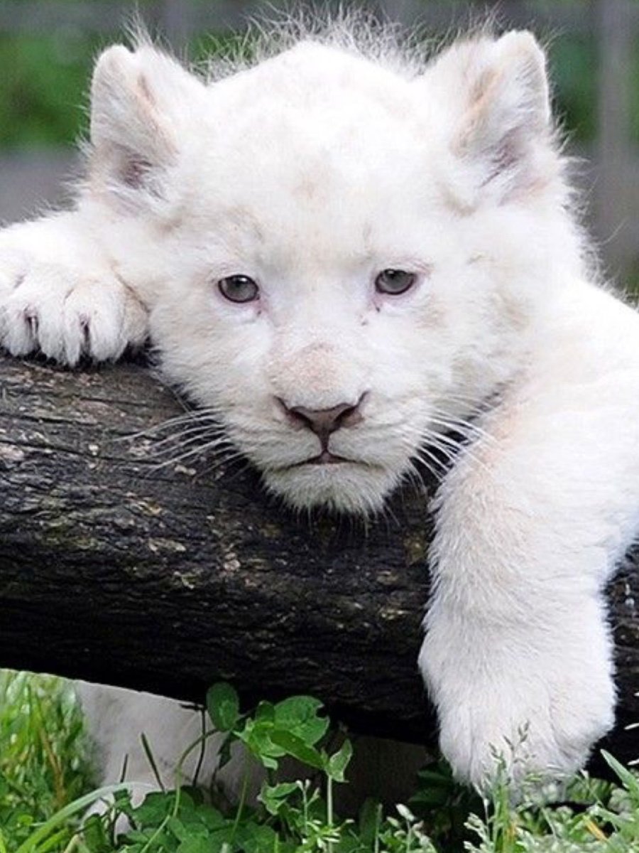 Снежный Барс альбинос