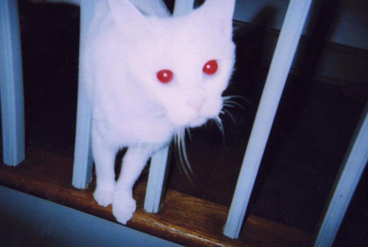 Коты альбиносы с красными глазами