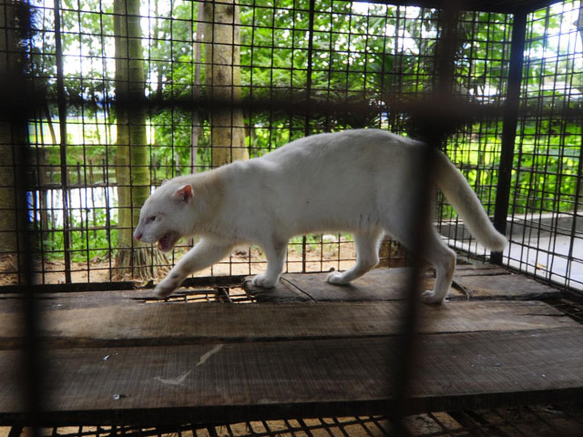 Ягуарунди альбинос