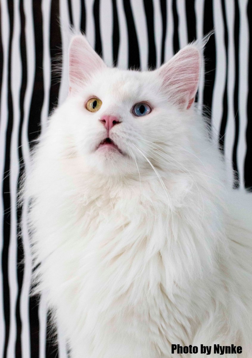 Сибирский альбинос кот