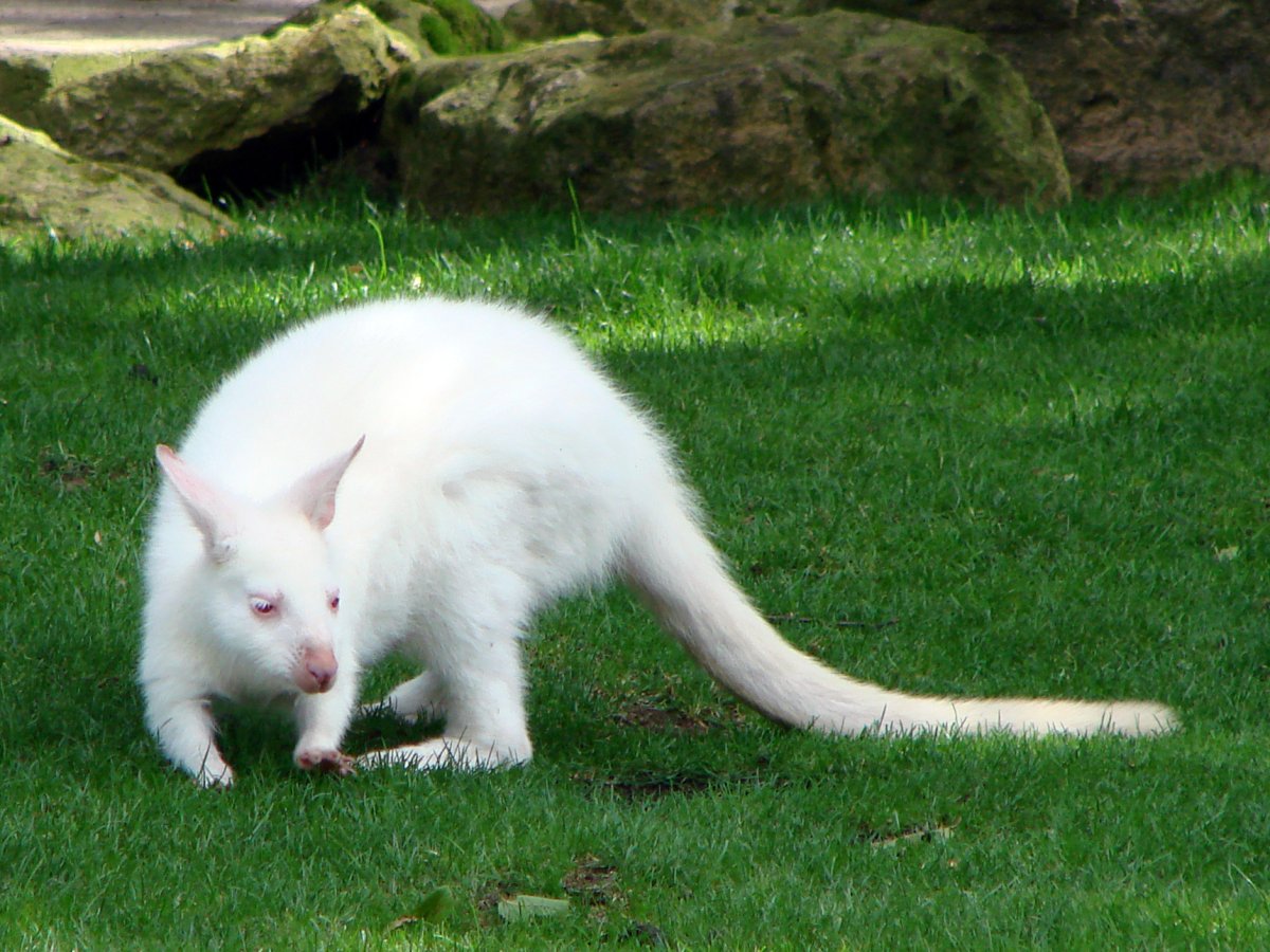 Кенгуру альбинос