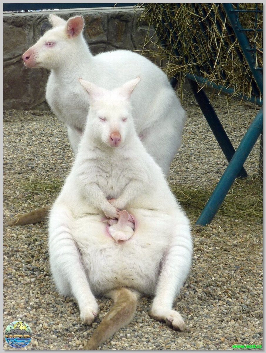 Корова альбинос