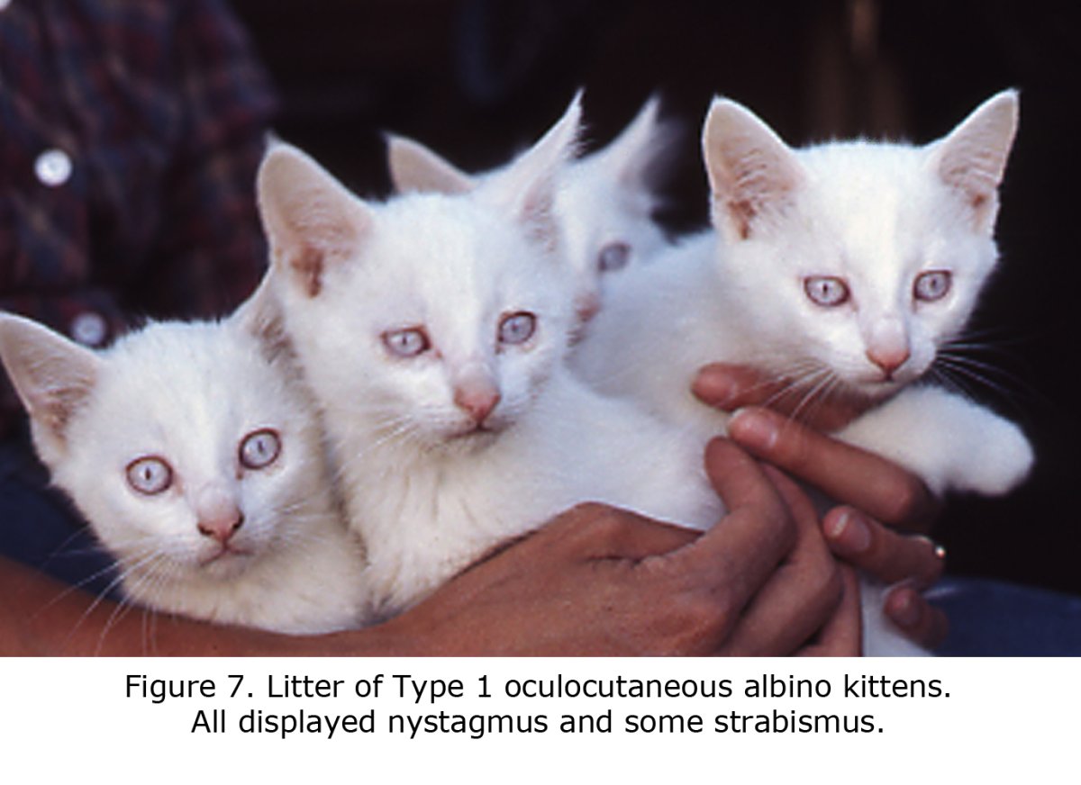 Белый кот альбинос