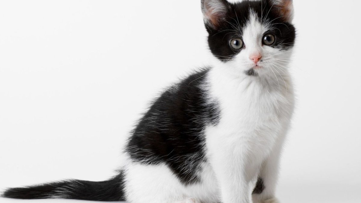 Серо черно белый котенок