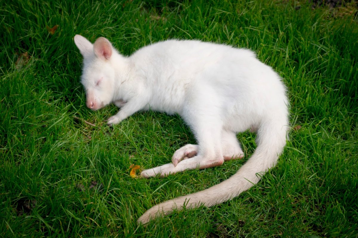 Белый каракал альбинос