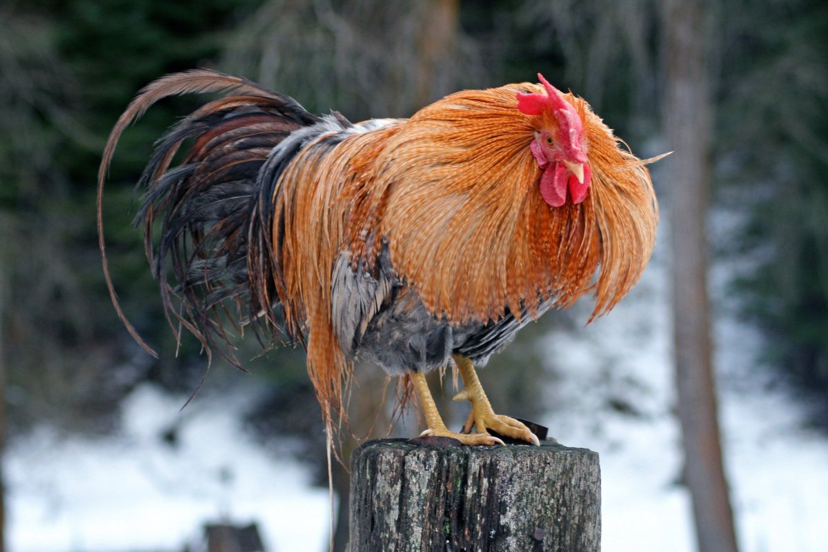 Рябой петух