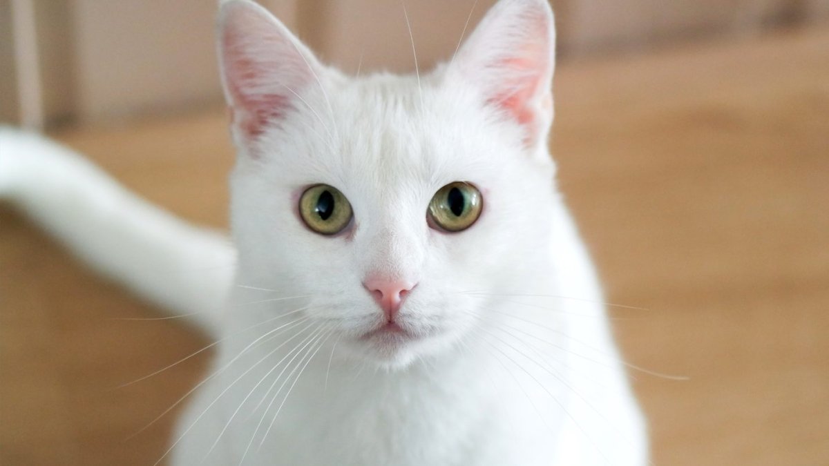 Ангорская кошка альбинос