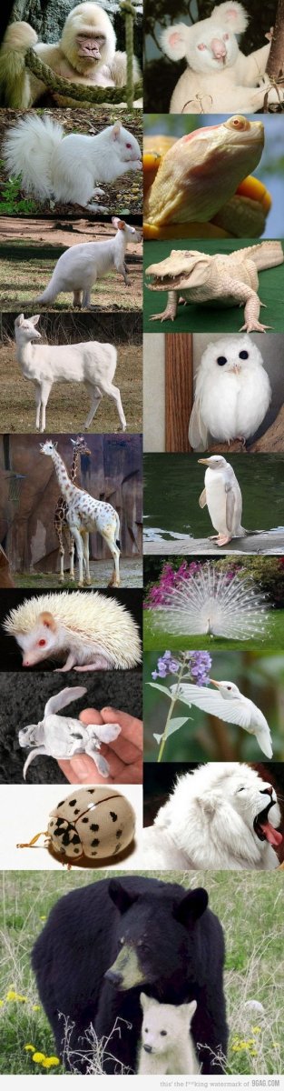 Альбинизм у животных и растений