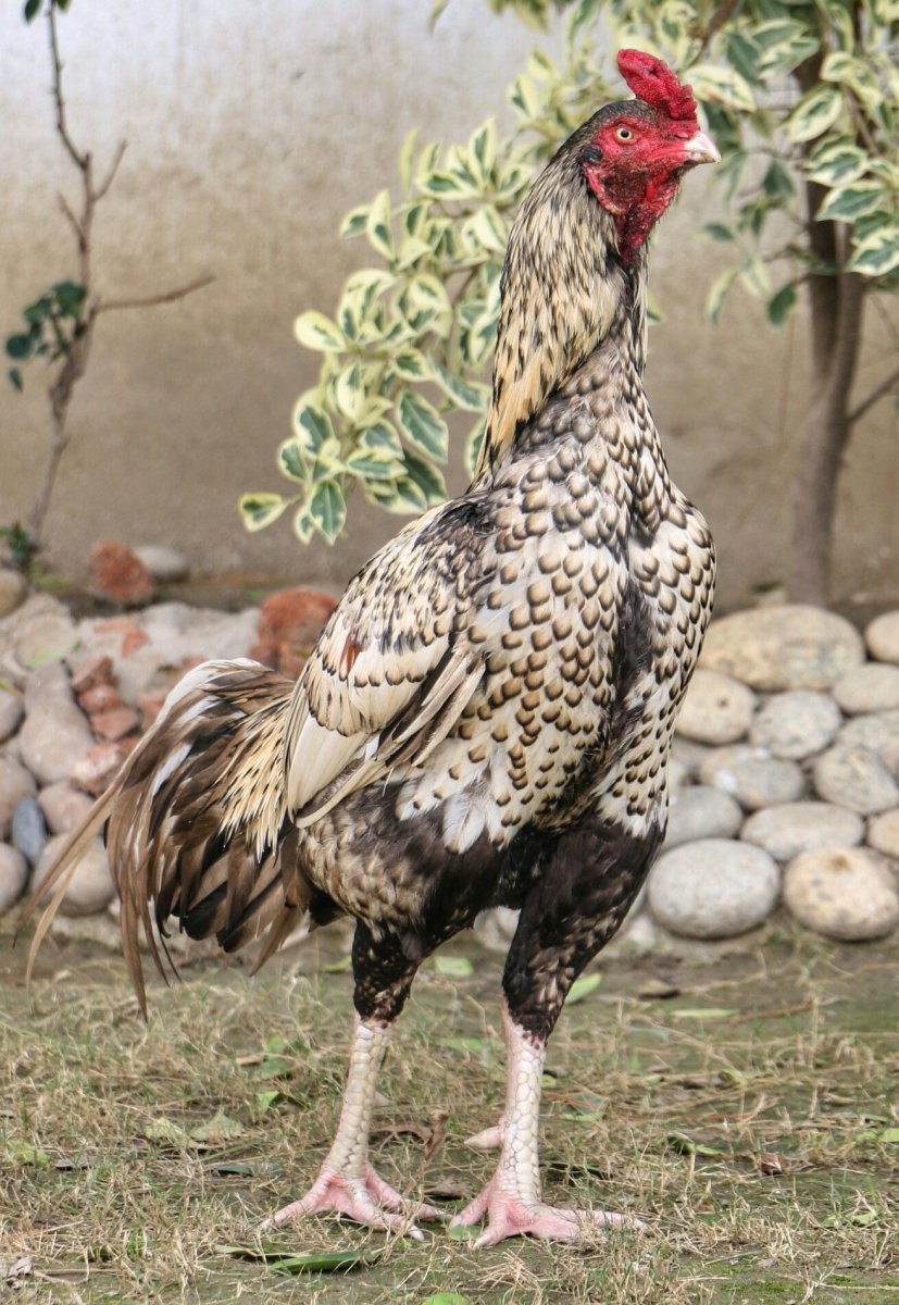 Падуаны Шамо