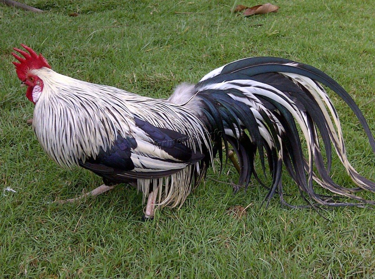 Лакенфельдер порода