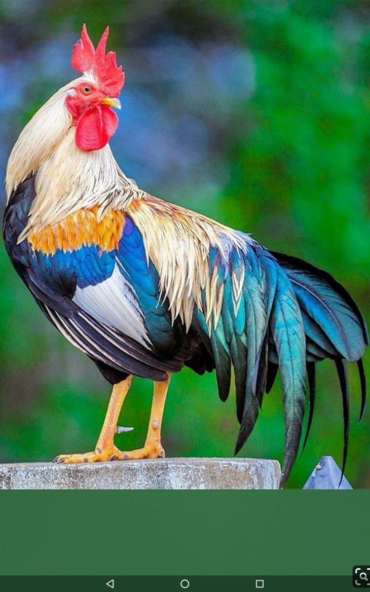 Петух с красивым хвостом