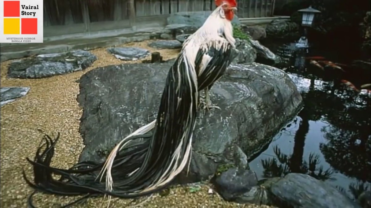 Йокогамский петух Феникс