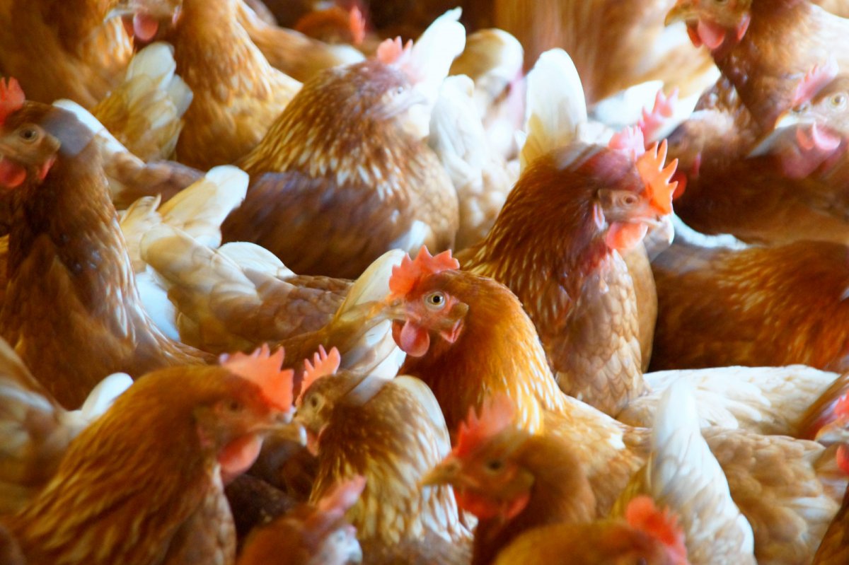 Голландские куры несушки