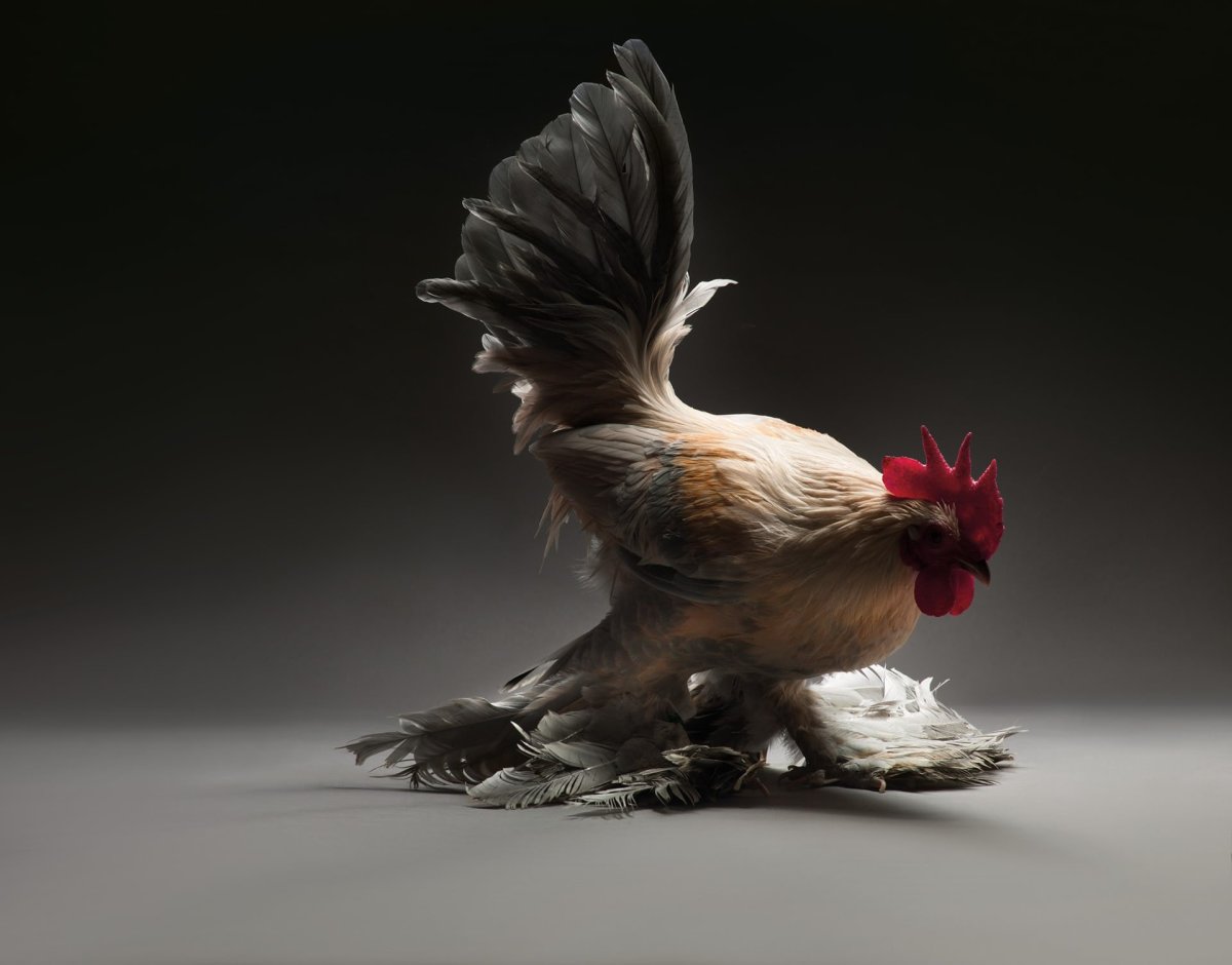 Японский петух