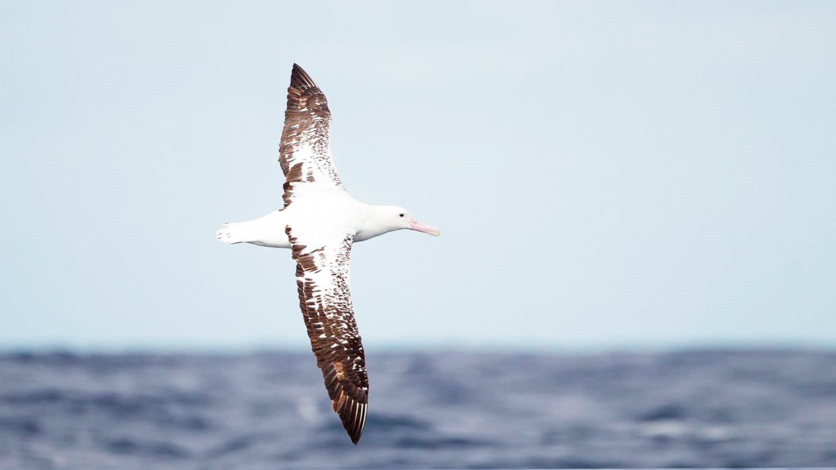 Чайка и Дельфин над морем