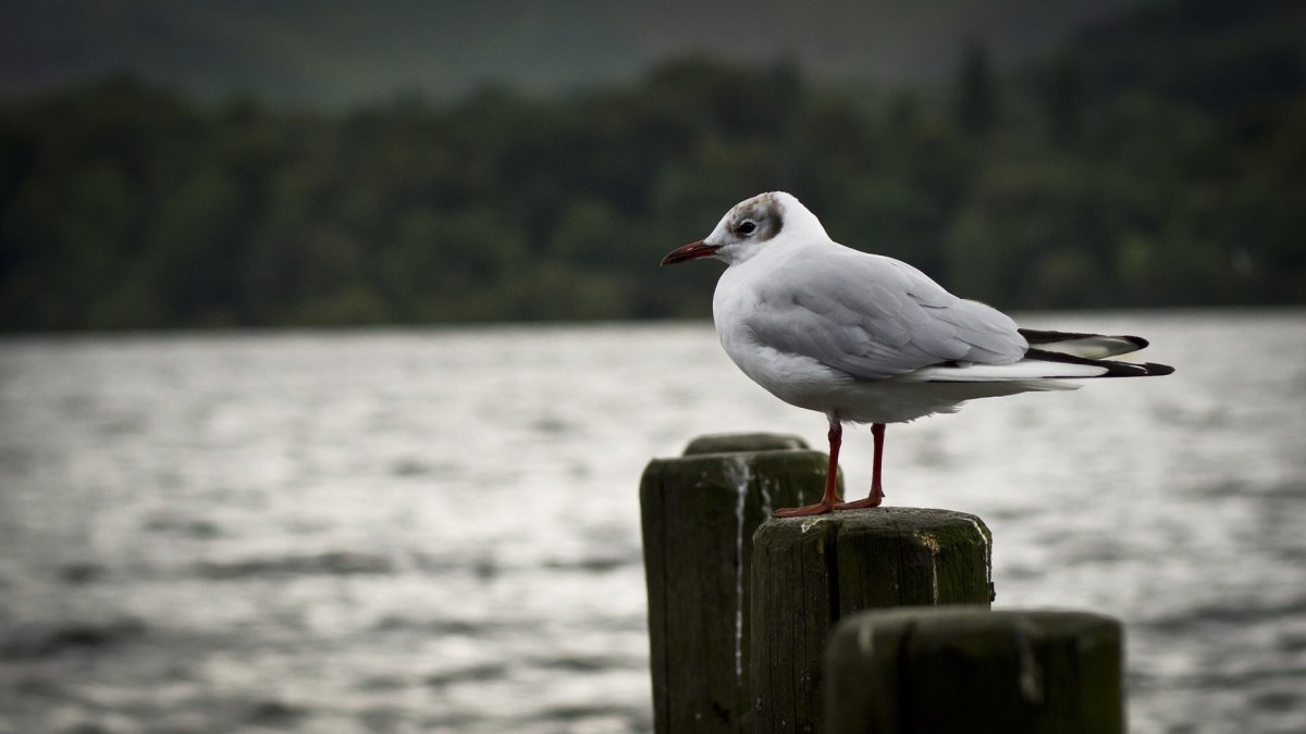 Грозный Альбатрос
