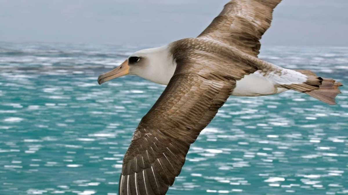 Птица летит