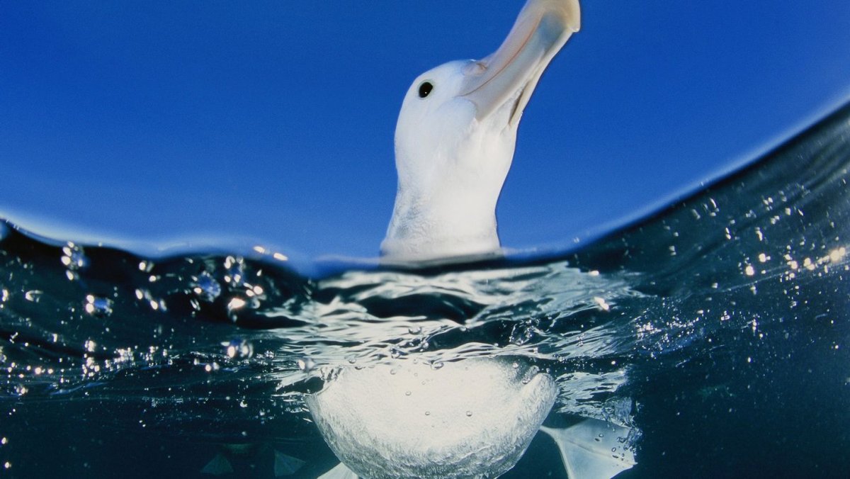 Олуша и Альбатрос