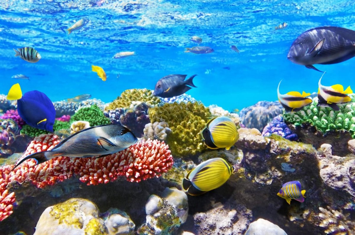 Большой Барьерный риф Австралия рыбы