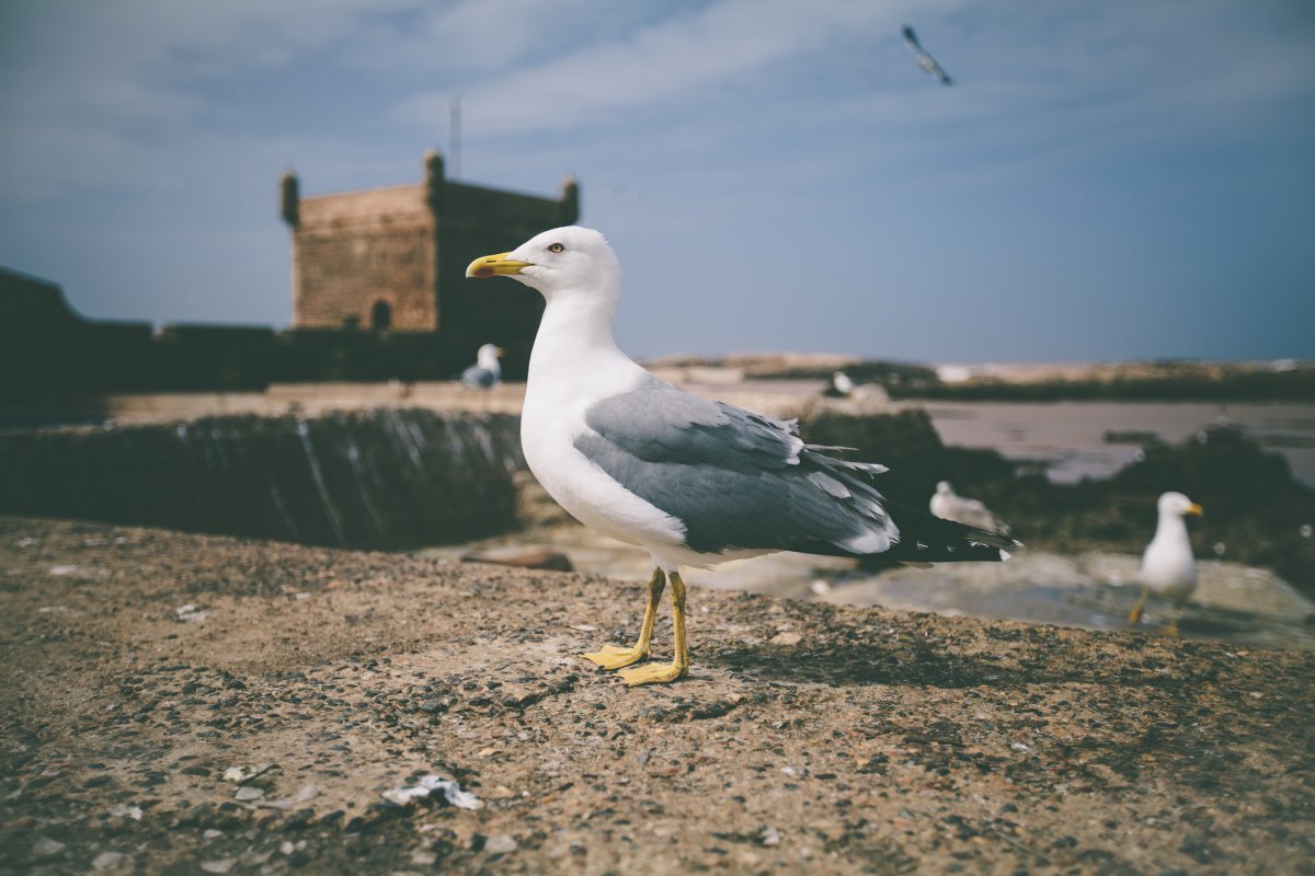 Чайка с руками