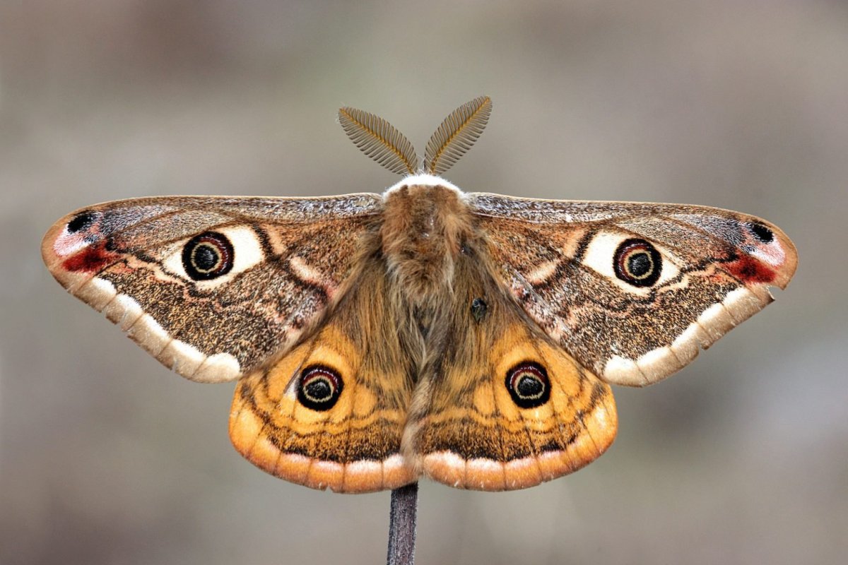 Saturnia Pavonia. Бабочка Сатурния павония. Павлиний глаз малый ночной (Saturnia Pavonia). Малый ночной павлиний глаз бабочка. Чем питается бабочка павлиноглазка
