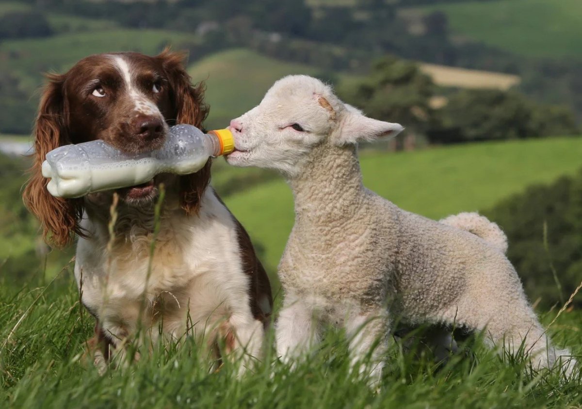 Собака пасет овец