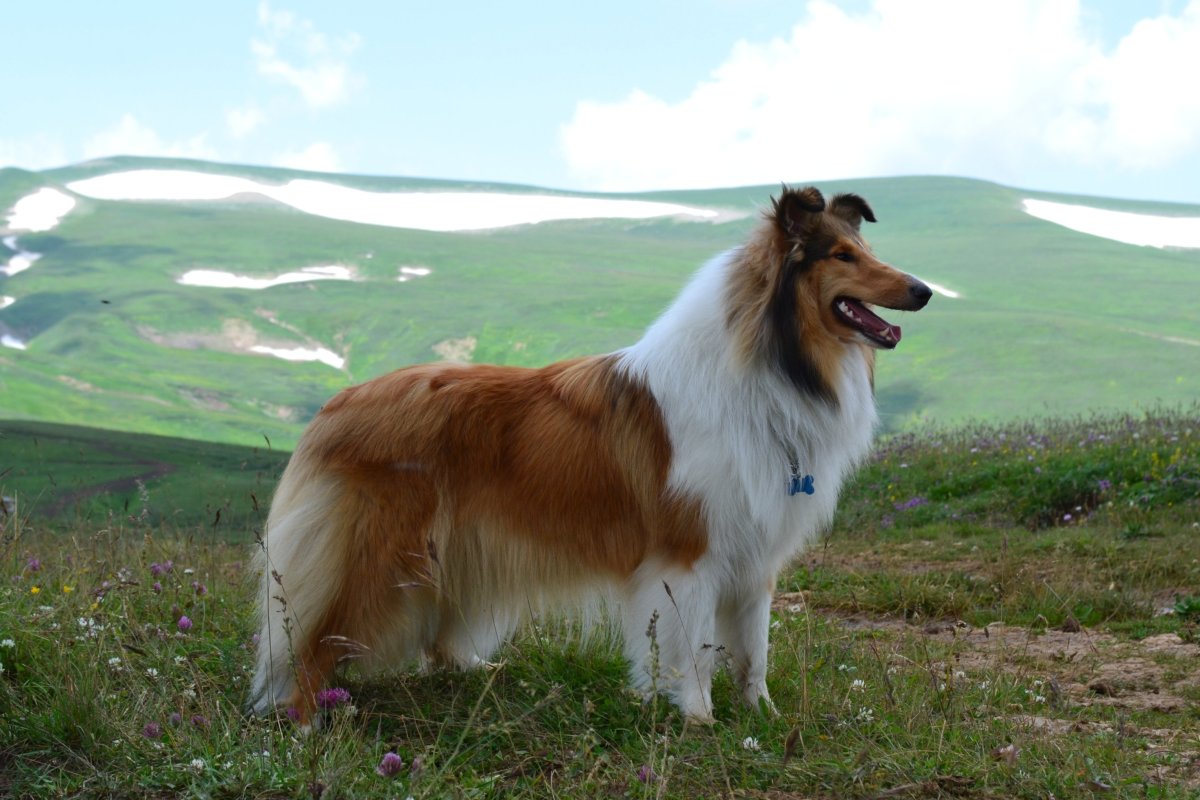 Шотландская пастушья овчарка