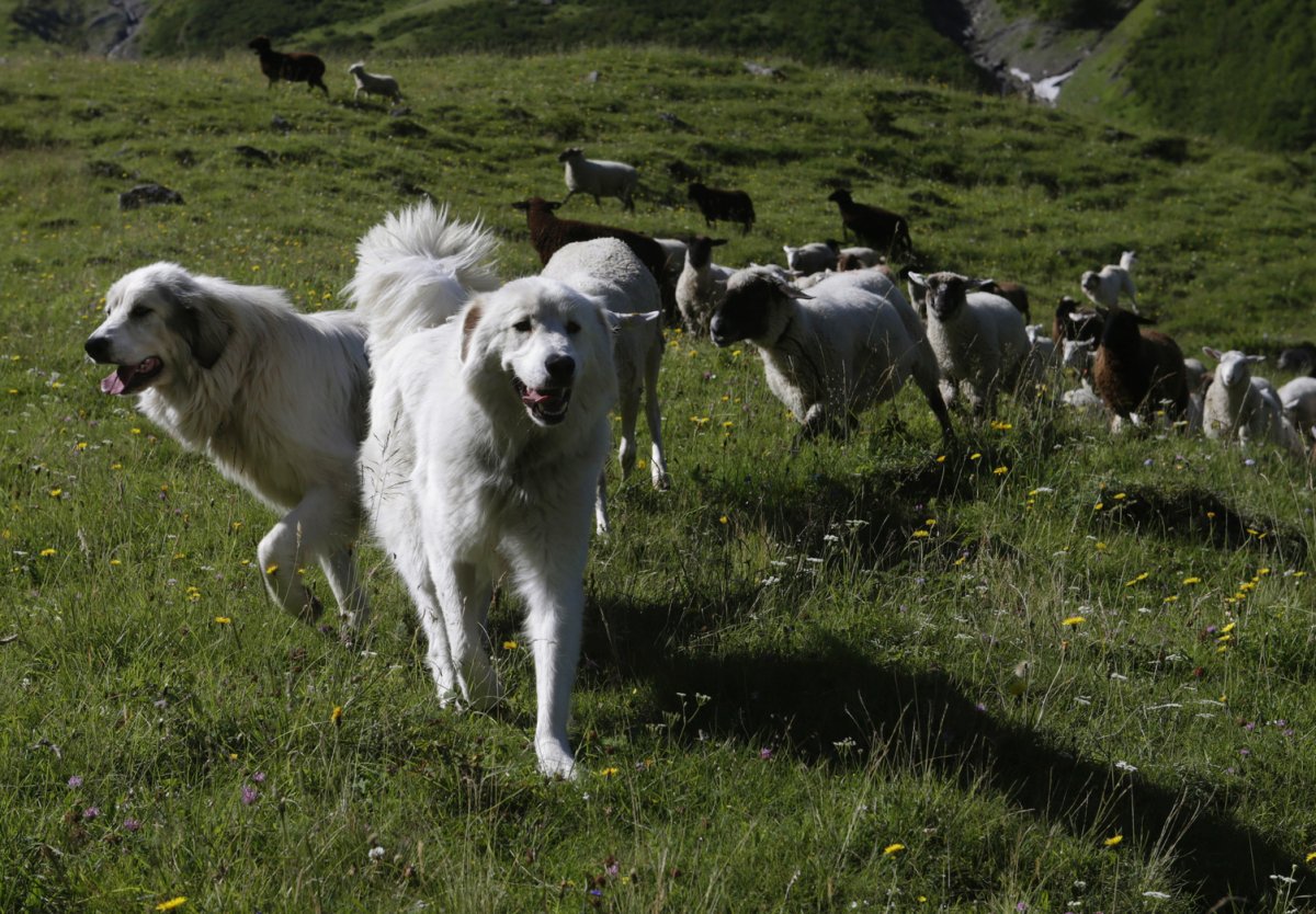 Пиренейская Горная собака пастух
