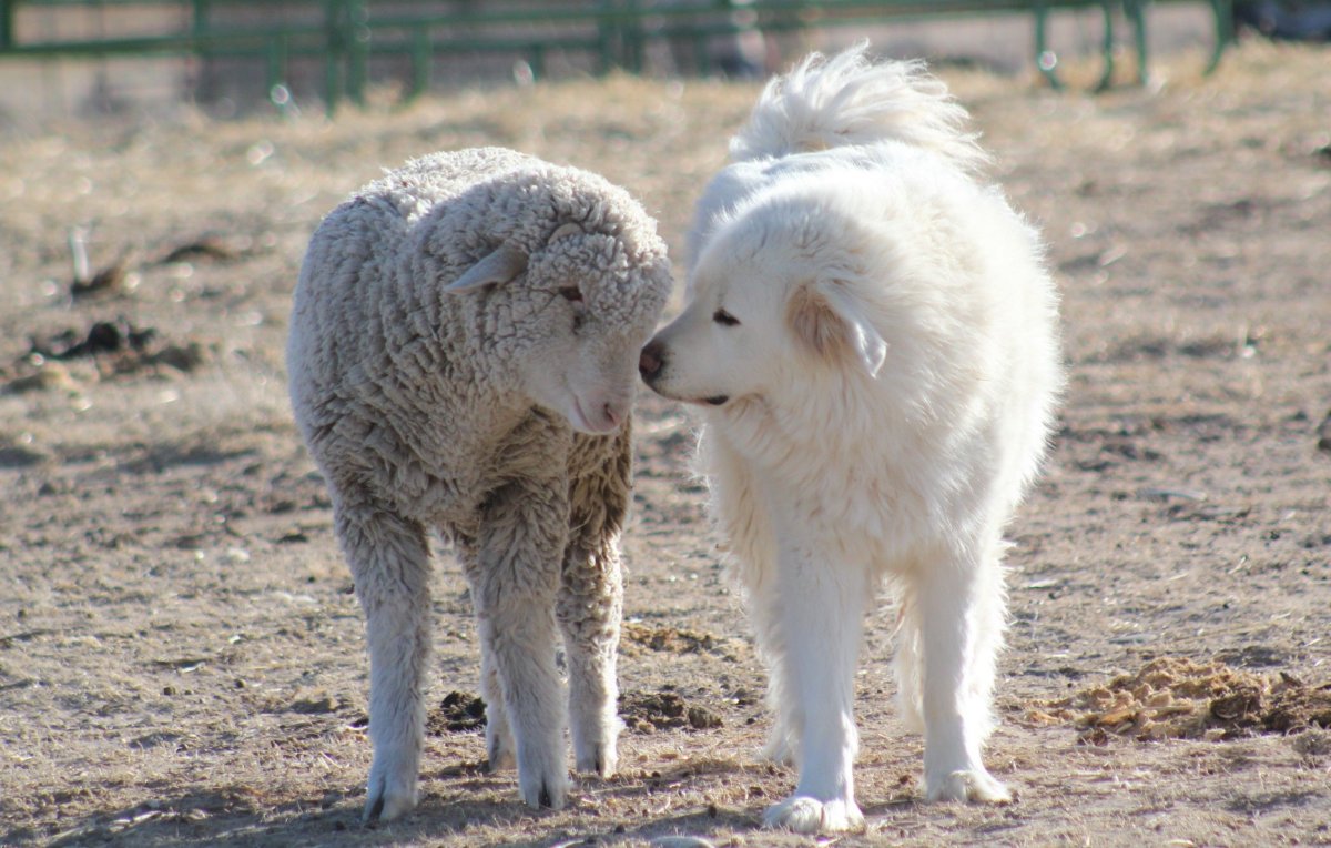 Маремма в овцах