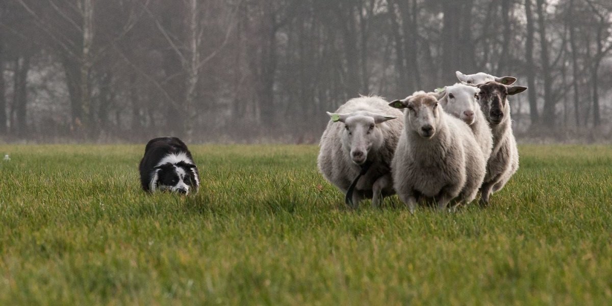 Бордер колли и овцы