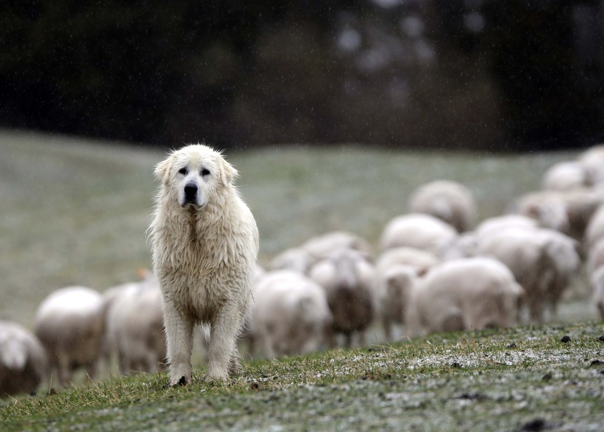Маремма в овцах