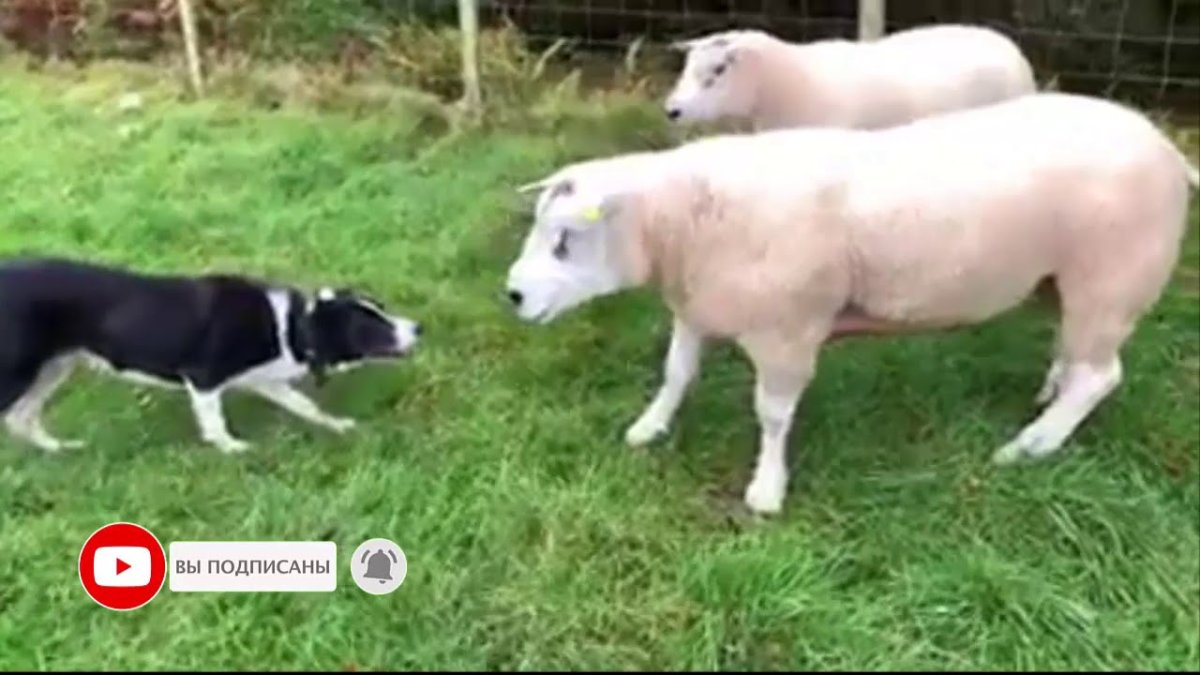 Бордер колли и овцы