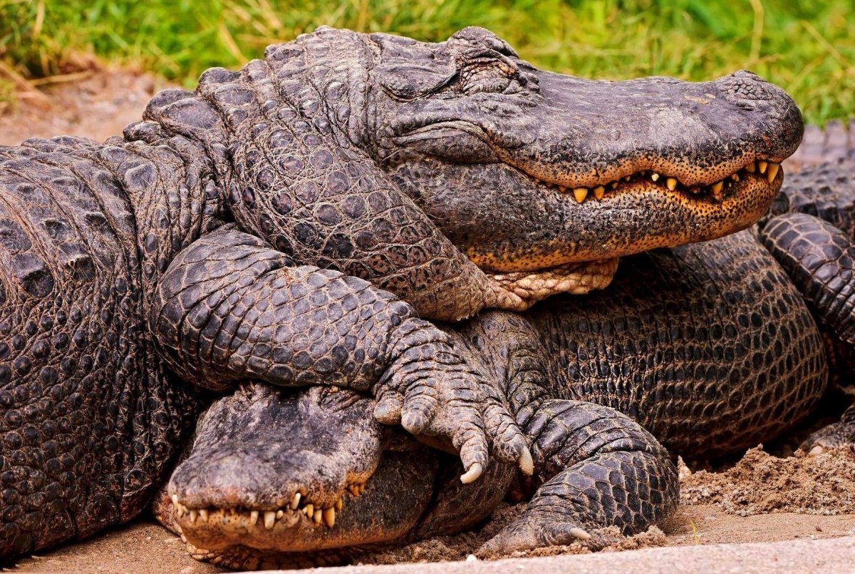 Тупорылый крокодил крокодил