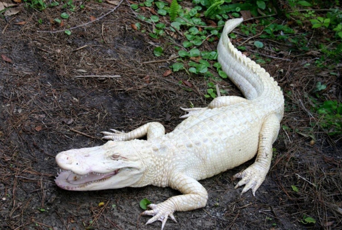 Нильский и гребнистый крокодил