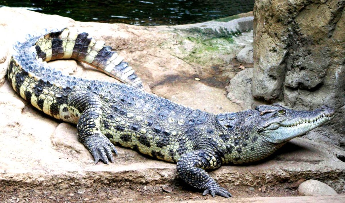 Крокодиленок Кайман