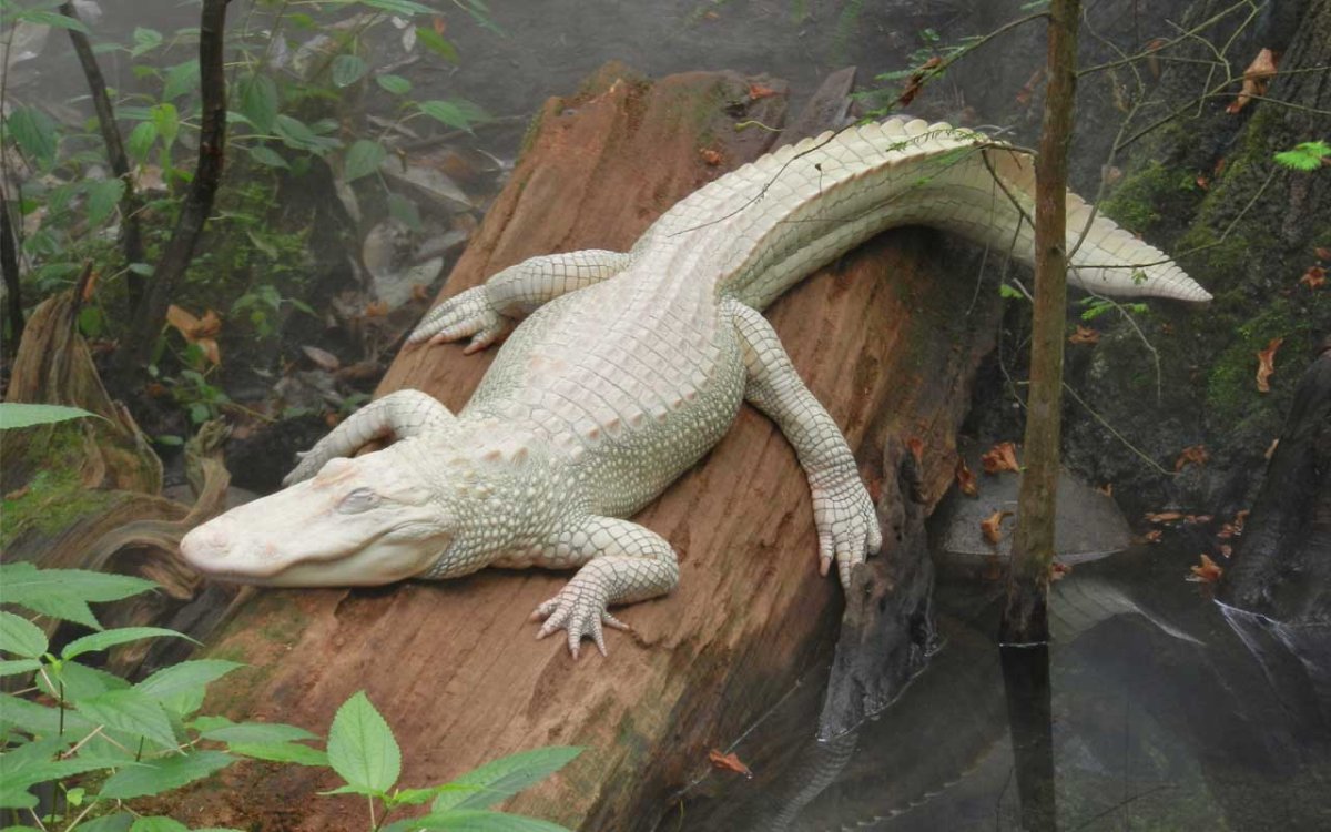 Крокодил малыш