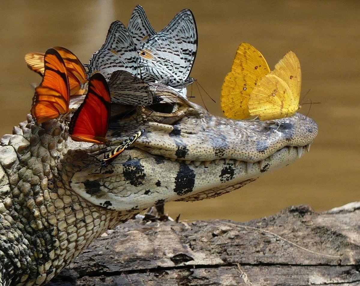 Крокодил в квартире