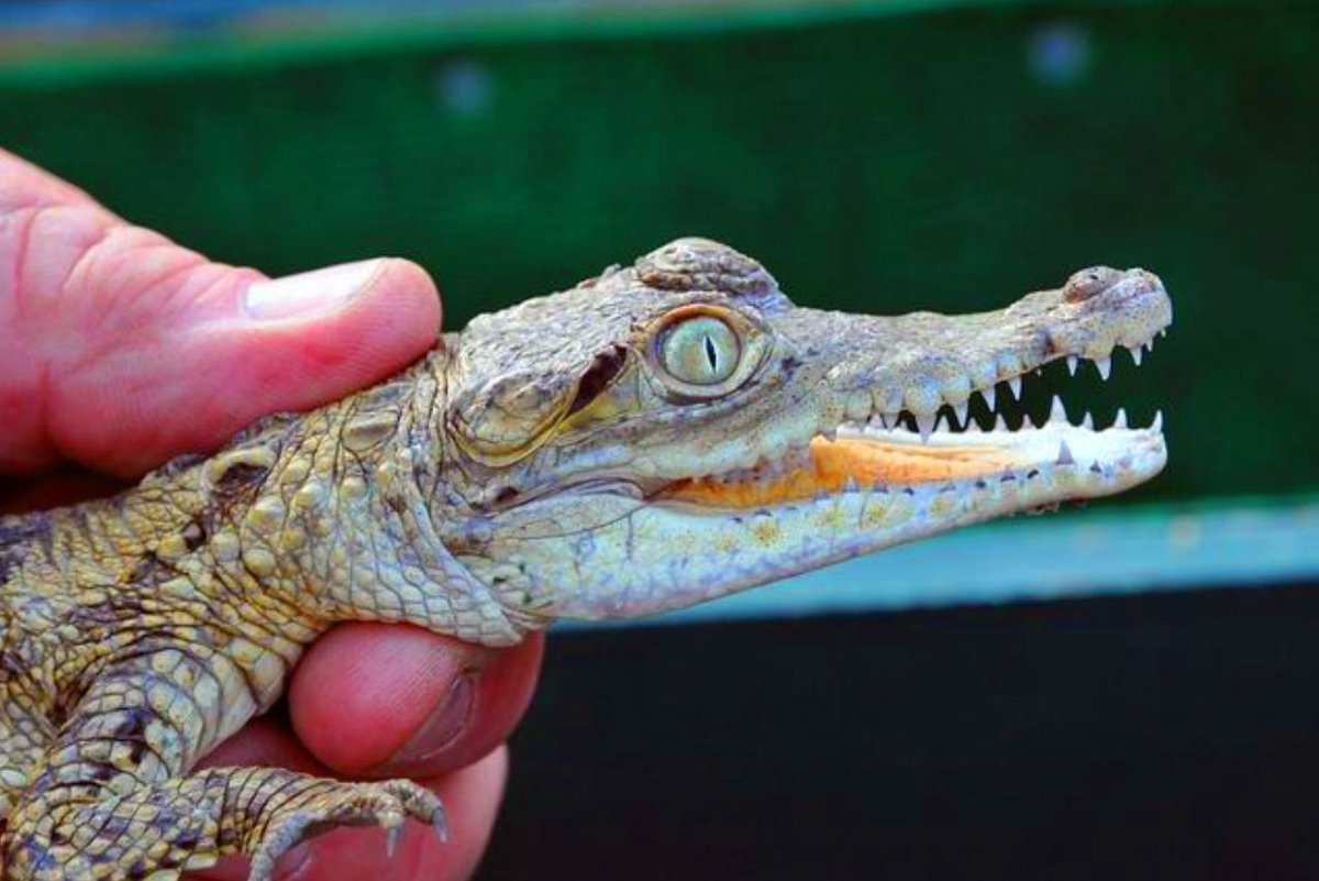 Гавиал альбинос