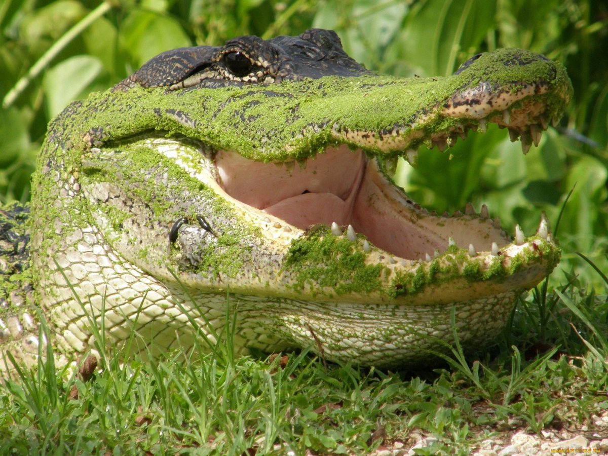 Тупорылый крокодил крокодил