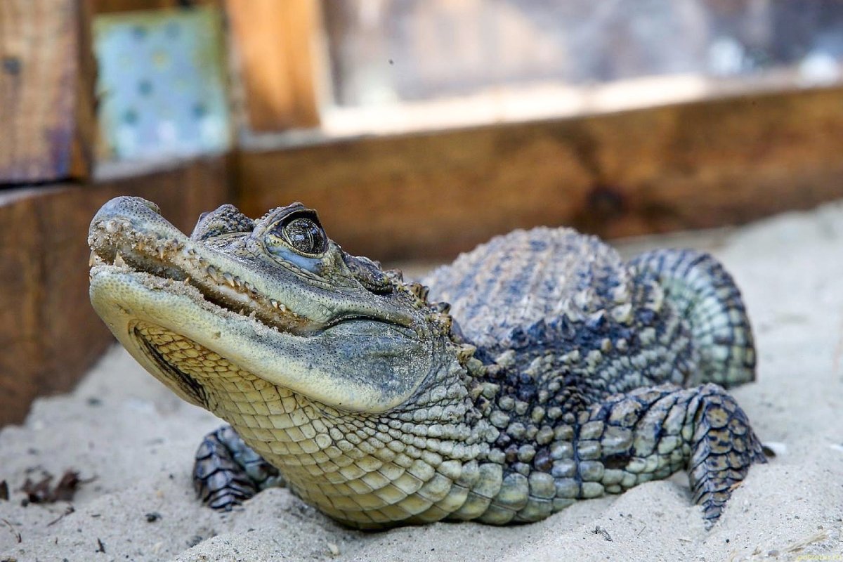 Крокодильчик с бабочками