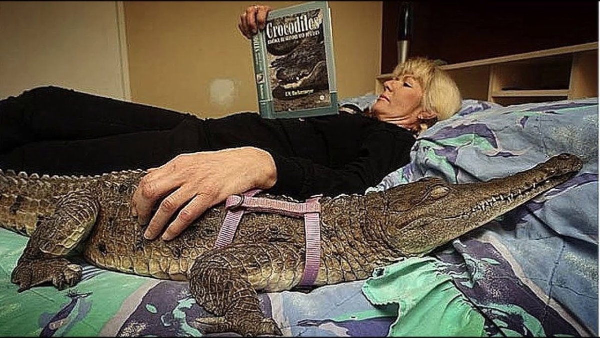 Карликовый крокодил домашний