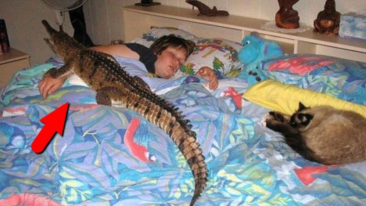 Гребнистый крокодил